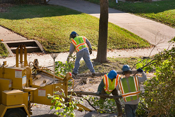 How Our Tree Care Process Works  in  The Woodlands, TX