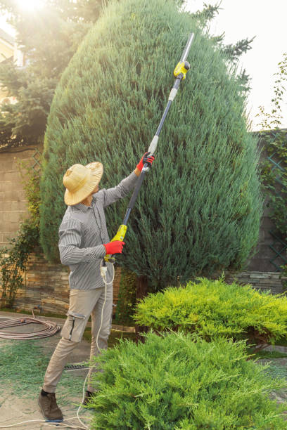 Reliable The Woodlands, TX Tree Services Solutions